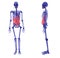 Human Skeleton over White Bad Stomach