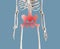 Human skeleton pelvis with red spot. Pelvic pain in reproductive, urinary or digestive systems or from muscles and