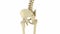 Human skeleton: pelvis and sacrum. Medically accurate