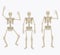 Human skeleton. Silhouette skeleton in different positions.