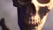 Human skeleton and skull close-up