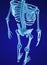 Human skeleton, spine and scapula. Medically accurate 3D illustration