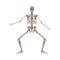 Human skeleton standing with legs bent and arms apart cartoon flat style
