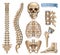 Human skeleton structure. Skull, spine, rib cage, pelvis, joints. 3d vector icon set