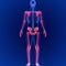 Human Skeleton System Appendicular Skeletal Anatomy 3D Illustration