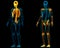 Human Skeleton System Axial and Appendicular Skeleton Anatomy