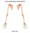 Human Skeleton System Bones Hand Joints Anatomy