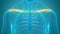 Human Skeleton System Clavicle Bone Joints Anatomy