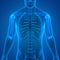 Human Skeleton System Humerus Bone Joints Anatomy