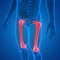 Human Skeleton System Humerus Bone Joints Anatomy