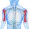 Human Skeleton System Humerus Bone Joints Anatomy