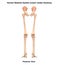 Human Skeleton System Lower Limbs Posterior View Anatomy