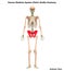 Human Skeleton System Pelvic Girdle Bone Joints Anatomy