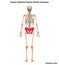 Human Skeleton System Pelvis Anatomy