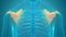 Human Skeleton System Scapula Bone Joints Anatomy