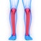 Human Skeleton System Tibia and Fibula Bone Joints Anatomy