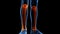 Human Skeleton System Tibia and Fibula Bone Joints Anatomy