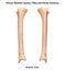 Human Skeleton System Tibia and Fibula Bones Anterior View Anatomy