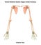 Human Skeleton System Upper Limbs Bones Hand Joints Anatomy