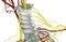 Human Skeleton System Vertebral Column Cervical Vertebrae Anatomy