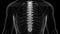 Human Skeleton System Vertebral Column Thoracic Vertebrae Anatomy