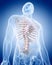 The human skeleton - the thorax