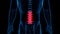 Human Skeleton Vertebral Column Lumbar Vertebrae Anatomy Loopable 3D Illustration