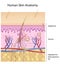 Human skin anatomy, non-labeled version