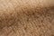 Human skin and fur line closeup large scale