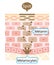 Human skin layer of melanin and facial dark spots. Infographic skin layer illustration. Beauty and skin care concept