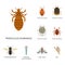 Human skin parasites vector housing pests insects disease parasitic bug macro animal bite dangerous infection medicine