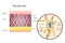 Human skin structure and fibroblast structure. Fat cell, Elastin, Collagen, Fibroblast. Detailed diagram. Vector