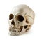 Human skull, decoration on halloween