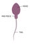 Human Sperm cell Anatomy structure of spermatozoon