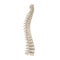 Human Spinal Cord on white. 3D illustration