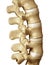 Human spine