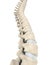 Human Spine Anatomy