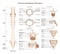 Human spine anatomy set. Vertebral column medical education poster.