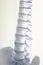 Human spine column vertebra model