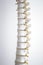 Human spine column vertebra model