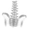 Human spine hip lumbar radiculitis pain low poly. Geometric