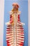 The human spine model,