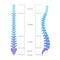 Human spine structure anatomy