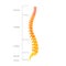 Human spine structure anatomy