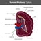 Human Spleen detailed anatomy. Vector Medical