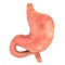 Human stomach, 3D rendering