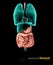 Human stomach and alimentary tract, Illustartion isolated black background