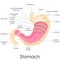 Human Stomach Anatomy