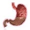 Human stomach illustration with detailed layers. 3D illustration