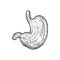 Human stomach sketch icon, digestive system